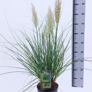 Cortaderia selloana TINY PAMPA