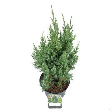 Juniperus chinensis 'Stricta'