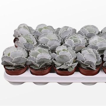 Cotyledon undulata