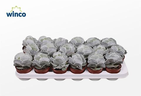 Cotyledon undulata