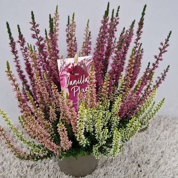 Calluna vulgaris GARDEN GIRLS MIX IN POT TWIN