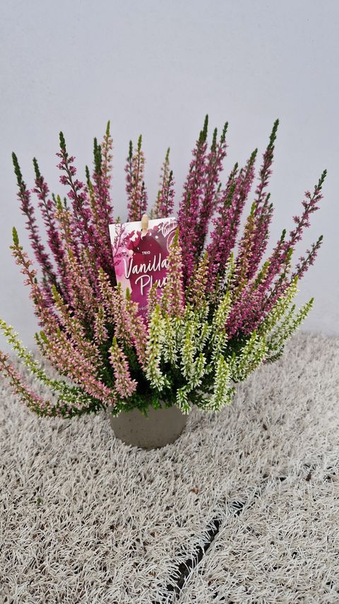 Calluna vulgaris GARDEN GIRLS MIX IN POT TWIN