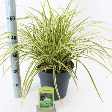 Carex morrowii 'Goldband'