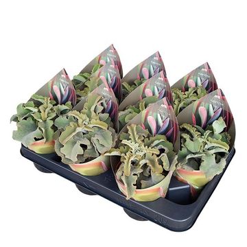 Kalanchoe beharensis