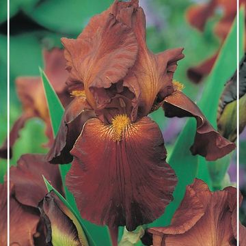 Iris 'Caligula'