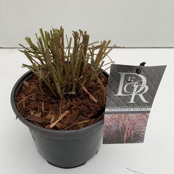 Pennisetum advena 'Rubrum'