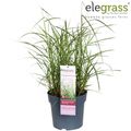 Miscanthus sinensis 'Ferner Osten'