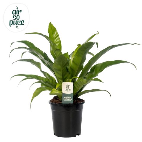 Asplenium antiquum