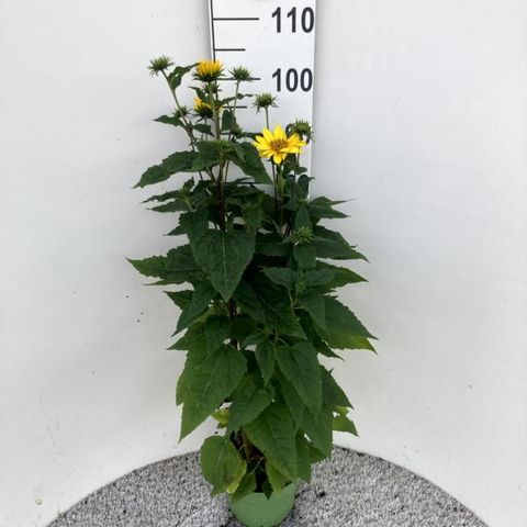 Helianthus 'Flying Saucers'