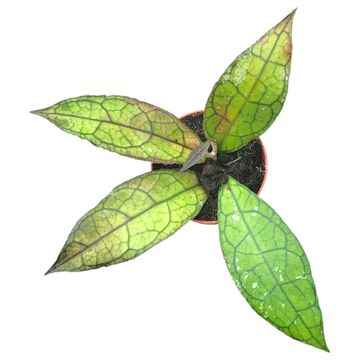 Hoya clemensiorum 'Splash' — Plant Wholesale FlorAccess
