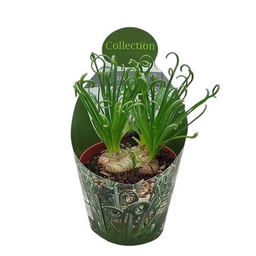 Albuca spiralis