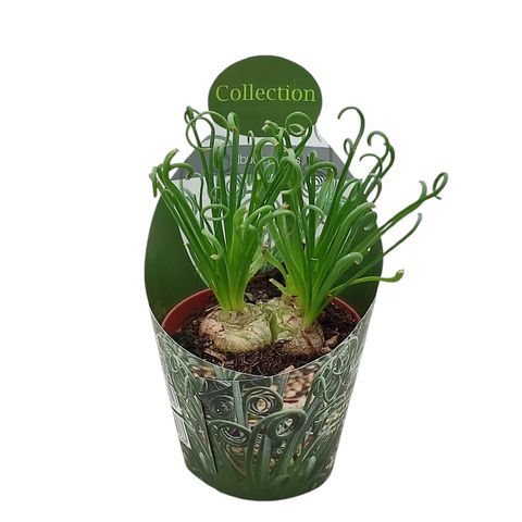 Albuca spiralis