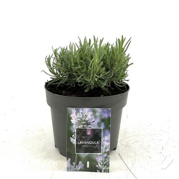 Lavandula angustifolia LITTLE LADY