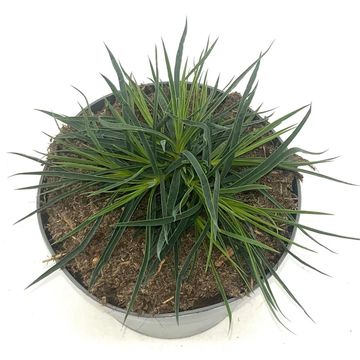 Dianthus carthusianorum