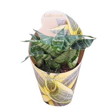 Sansevieria trifasciata 'Green Hahnii'