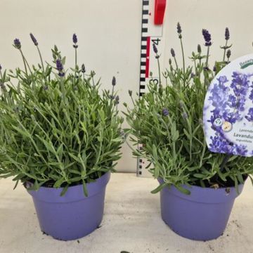 Lavandula angustifolia 'Ardèche Blue'