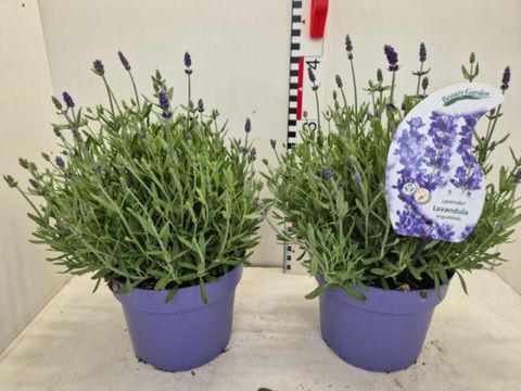 Lavandula angustifolia 'Ardèche Blue'