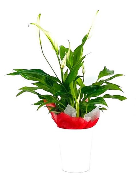 Aranżacja Spathiphyllum