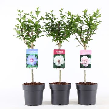 Hibiscus syriacus MIX