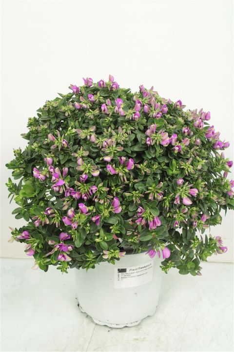 Polygala myrtifolia BIBI PINK