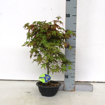 Acer palmatum 'Deshôjô'