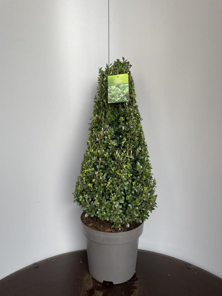 Ilex crenata 'Caroline Upright' — Plant Wholesale FlorAccess