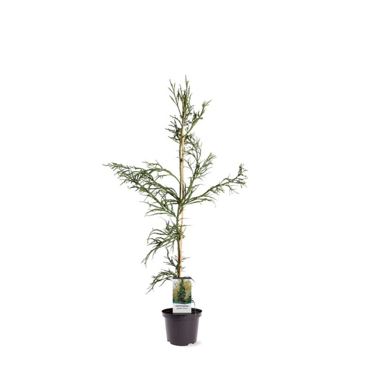 Cryptomeria japonica 'Rasen' — Plant Wholesale FlorAccess