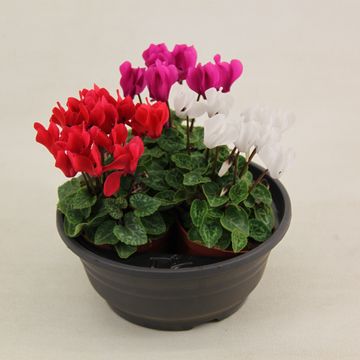 Cyclamen SUPER SERIE VERANO MIX