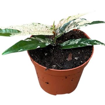 Ficus sagittata PINK