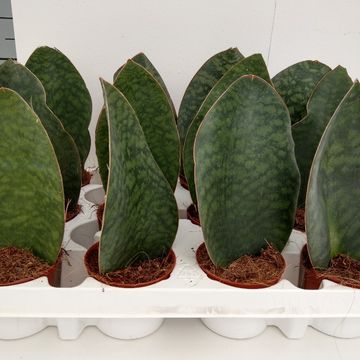 Sansevieria grandis