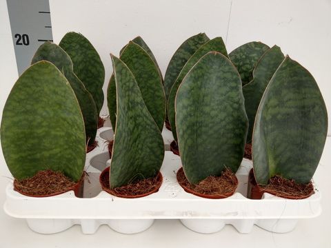 Sansevieria grandis