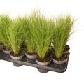 Stipa tenuissima 'Ponytails'