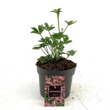 Astrantia major 'Roma'