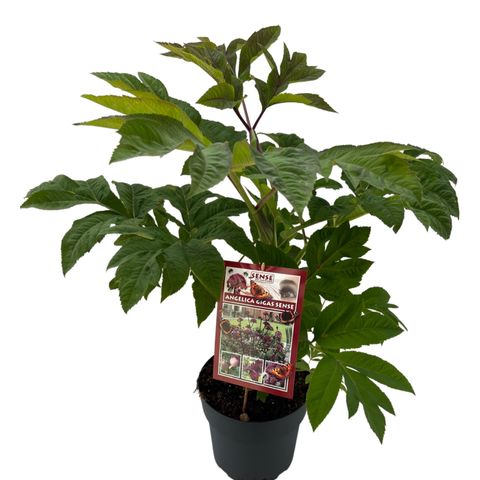 Angelica gigas