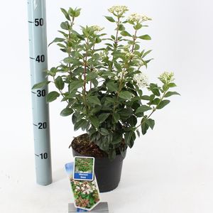 Viburnum tinus (About Plants Zundert BV)