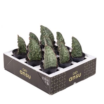 Sansevieria 'Star Green Granite'