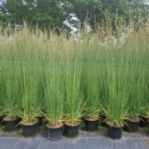 Molinia caerulea 'Heidebraut'