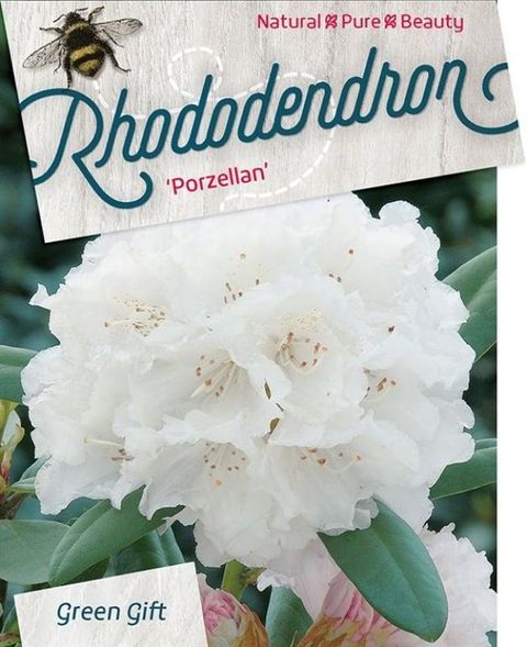 Rhododendron 'Porzellan' (Y)