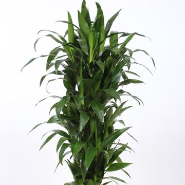 Dracaena fragrans 'Janet Craig'