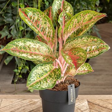 Aglaonema 'Painted Celebration'