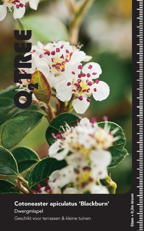 Cotoneaster apiculatus 'Blackburn'