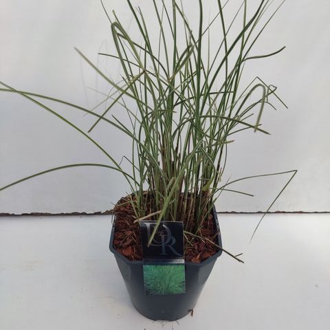 Miscanthus sinensis 'Морнинг Лайт'