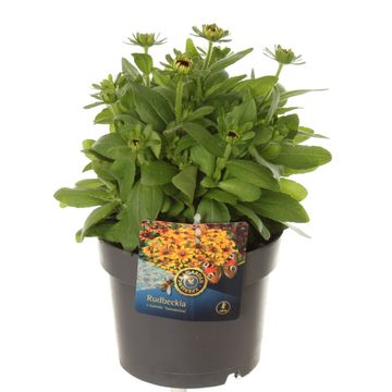 Rudbeckia hirta RUDY MINI YELLOW ORANGE