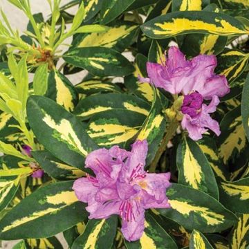 Rhododendron 'Blattgold'