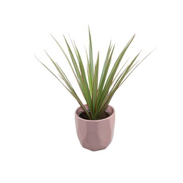 Dracaena marginata 'Bicolor'