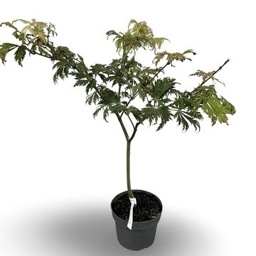 Acer japonicum 'Aconitifolium'