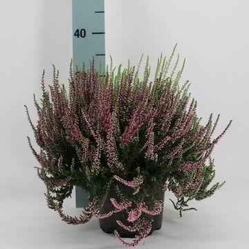 Calluna vulgaris GARDEN GIRLS MIX IN POT