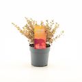 Coprosma 'Fire Burst'