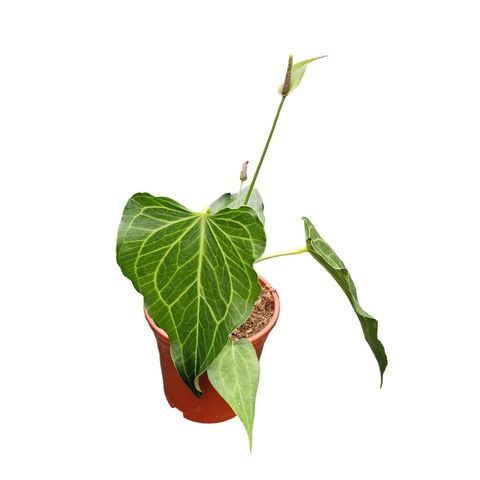 Anthurium 'Delta Force'