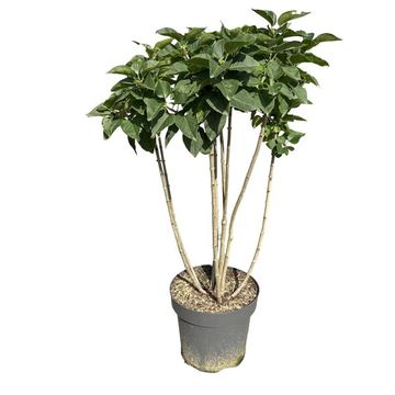 Syringa vulgaris 'Michel Buchner'